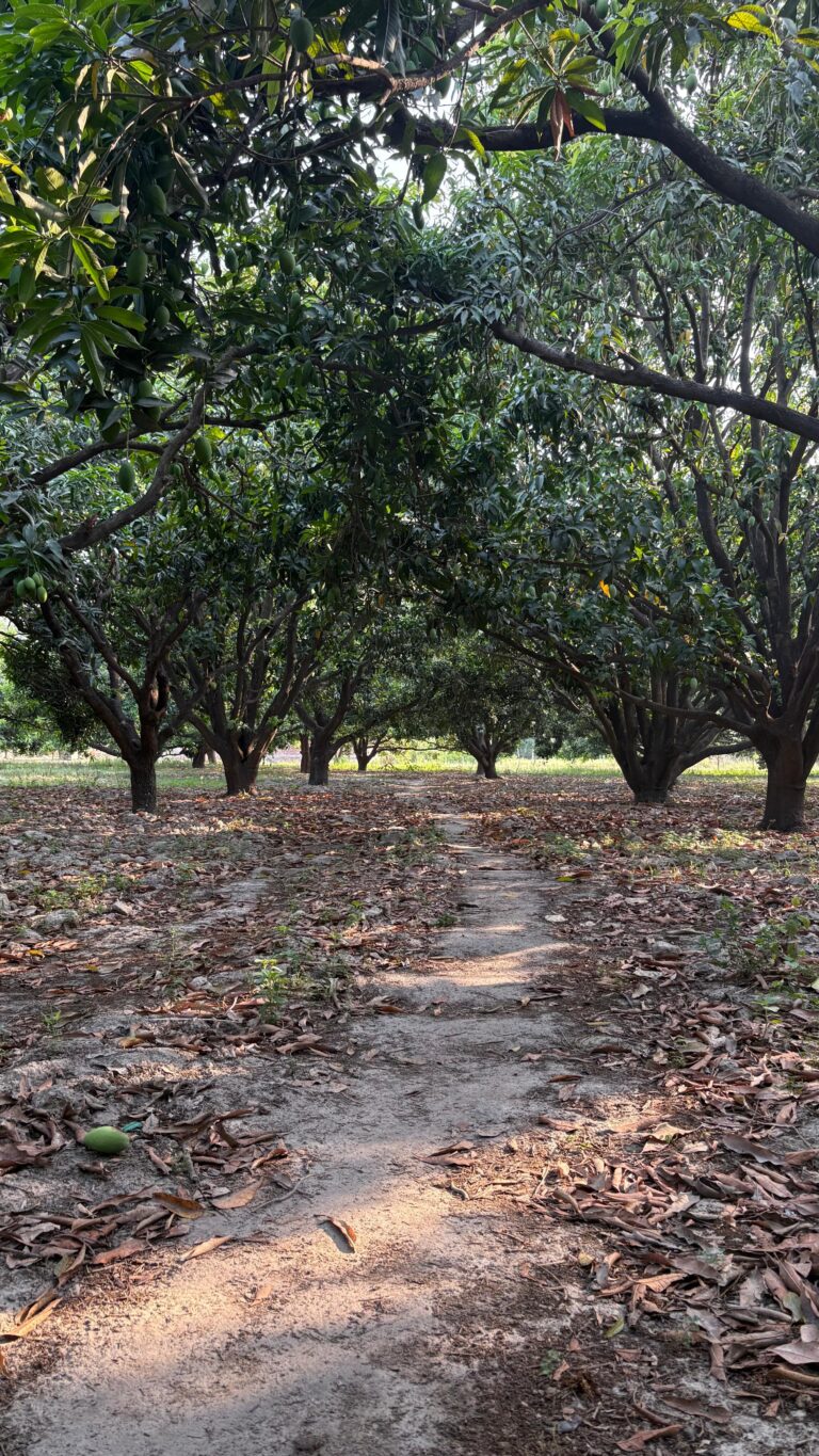 whatsapp image 2025 08 20 at 01.48.34 (2)